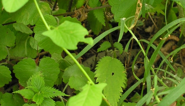 Natrix sp. (N. natrix o N. helvetica)